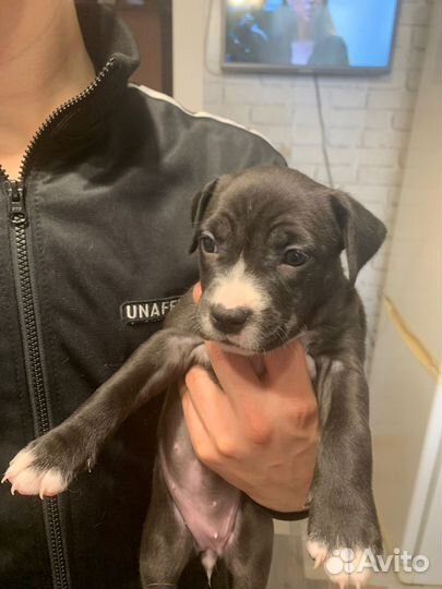 Американский стаффордширский терьер