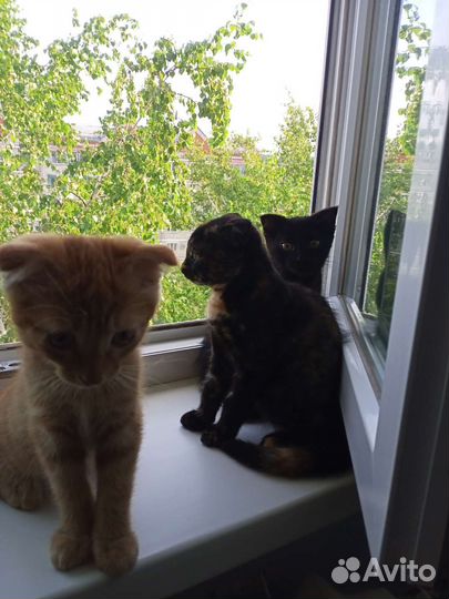 Отдам в добрые руки,два мальчика и рябая девочка