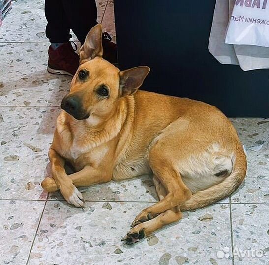 Собака в добрые руки