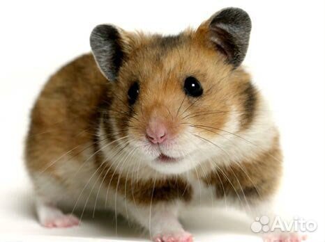 Шиншиллы,дегу,декоративные кролики