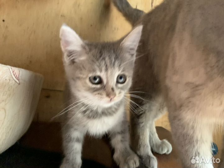 Британские котята бесплатно