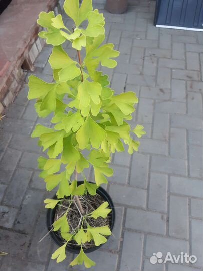 Саженцы Гинкго Билоба (Ginkgo biloba)