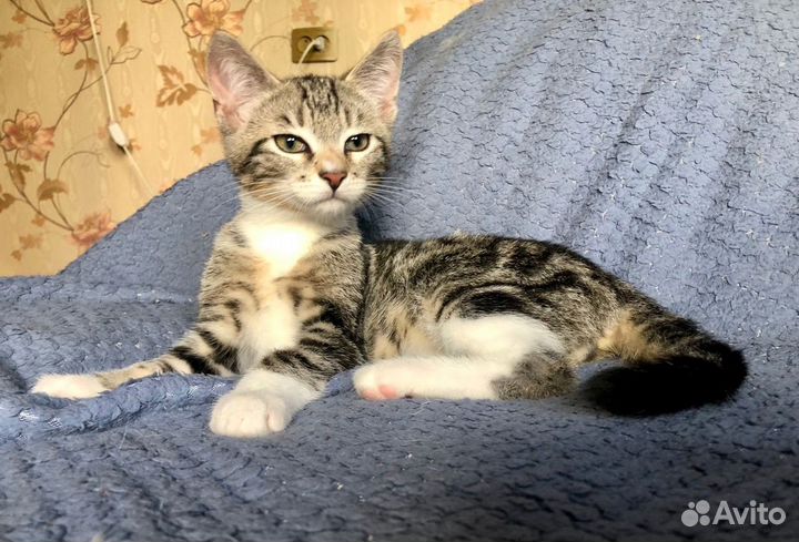 Нужен дом красивому котеночку