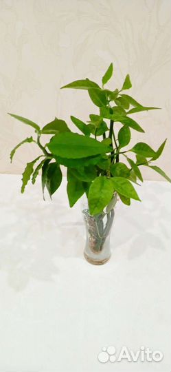 Педилантус