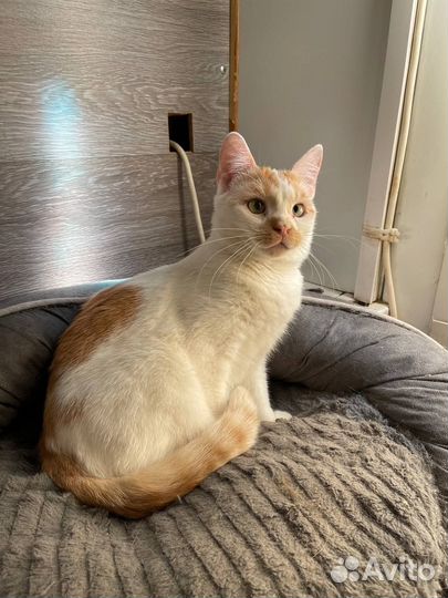 Очаровательный кот