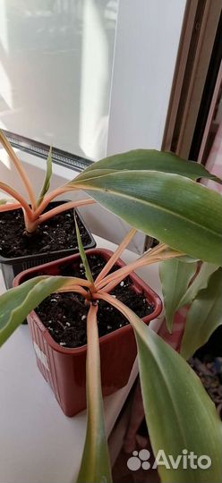 Хлорофитум Бонни, Грин Оранж, шефлера, монстера