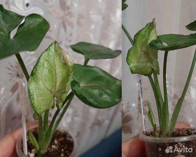 Сингониумы 6 сортов