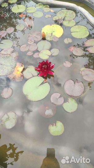 Нимфея для пруда