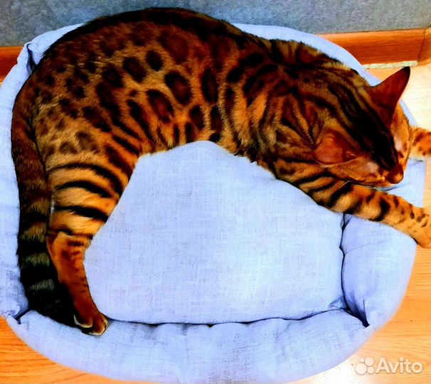 Бенгальский кот вязка