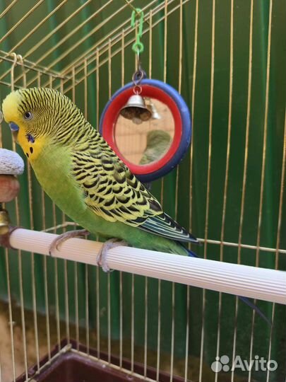 Волнистый попугай с клеткой