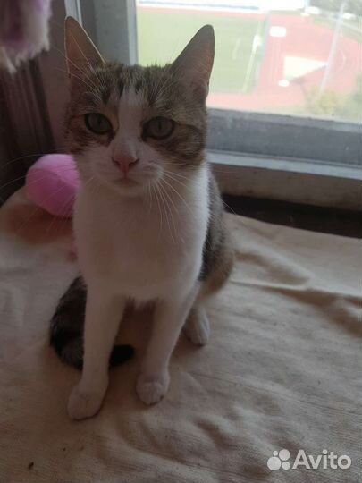 Кошка в дар бесплатно