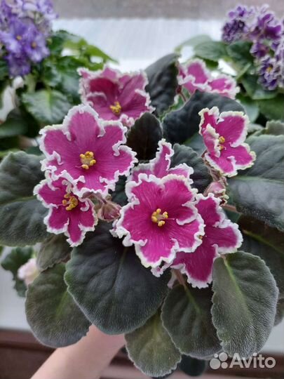 Фиалки детки