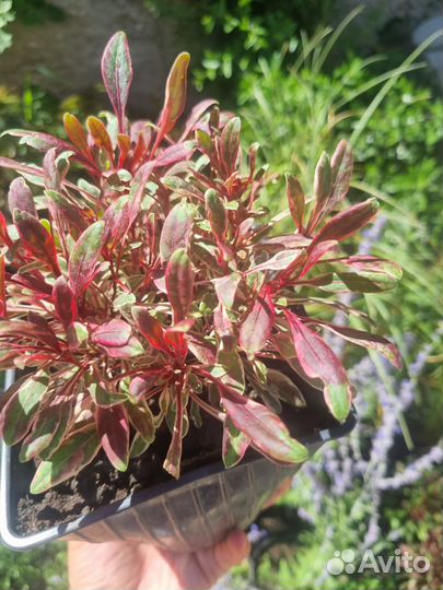 Саженцы гауры