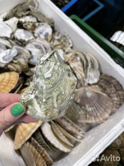 Пустые ракушки от устриц, гребешка, моллюсков