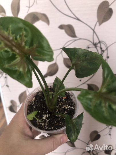 Сингониум тиффани