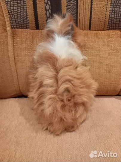 Морская свинка