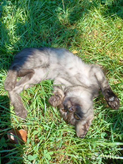 Котята в хорошие заботливые руки