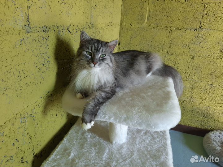 Зоогостиница для ваших питомцев