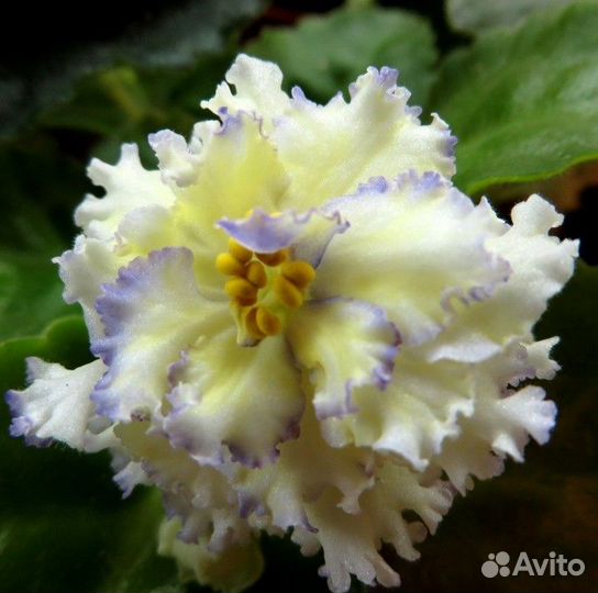 Много домашних цветов