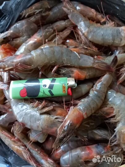 Лангустины. Креветки