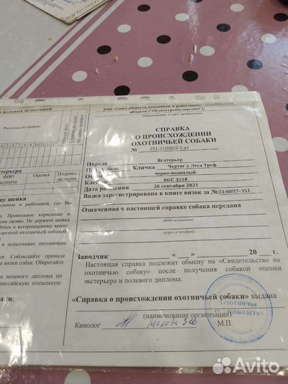Щенки ягдтерьера