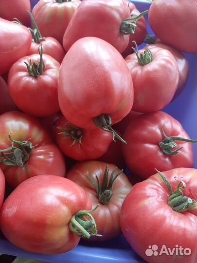 Картошка, морковь, Свёкла, новый урожай