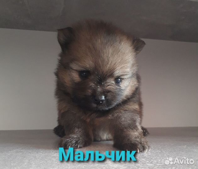Щенки померанского шпица