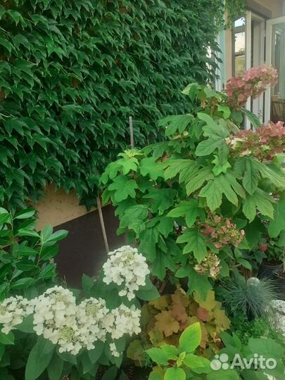 Горт.френч болеро,сбежавшая невеста