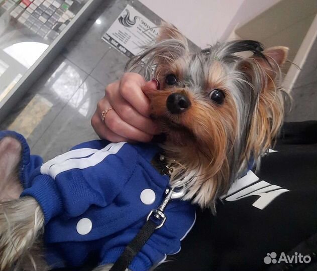 Йоркширский терьер мини вязка