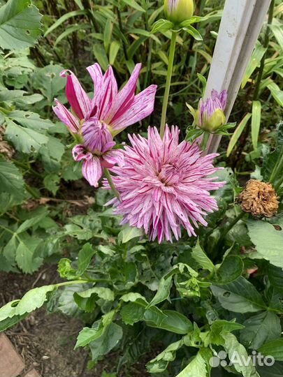 Цветы для букета