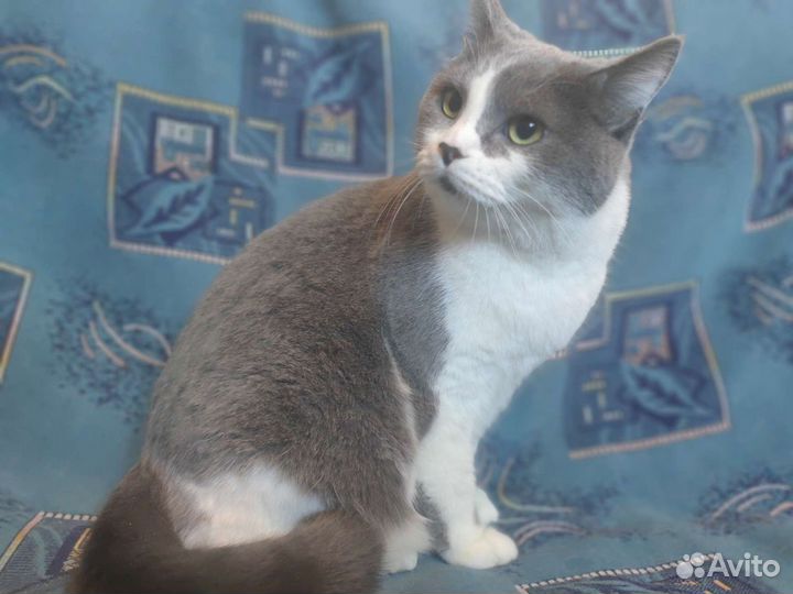 Кошечка Ляля