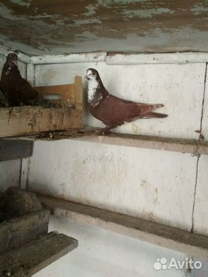 Артемоны старая линия, сивые