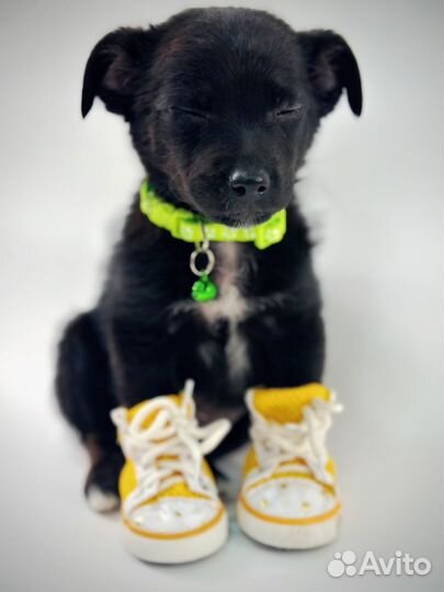 Щенок в добрые руки