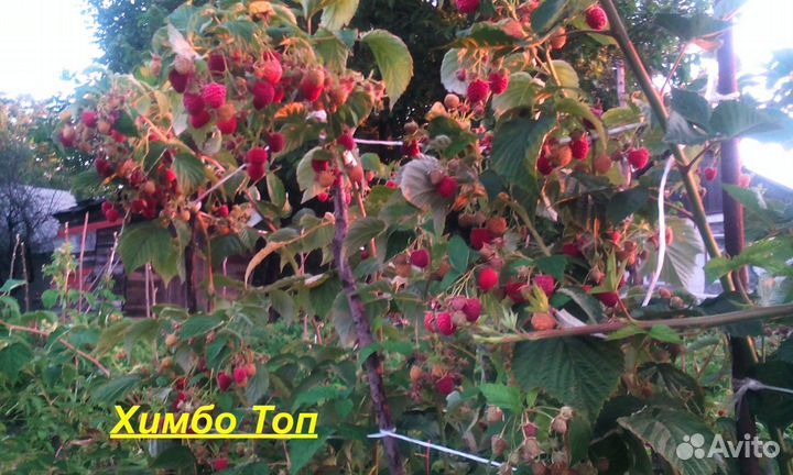 Саженцы Малины.Ежевики.Клубники