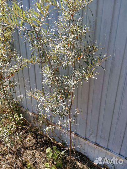 Облепиха саженцы