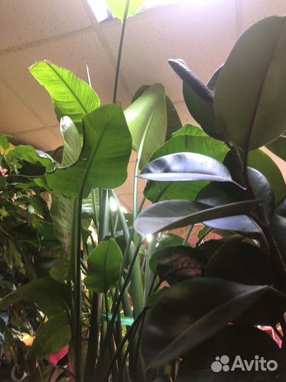 Стрелиция николая огромный