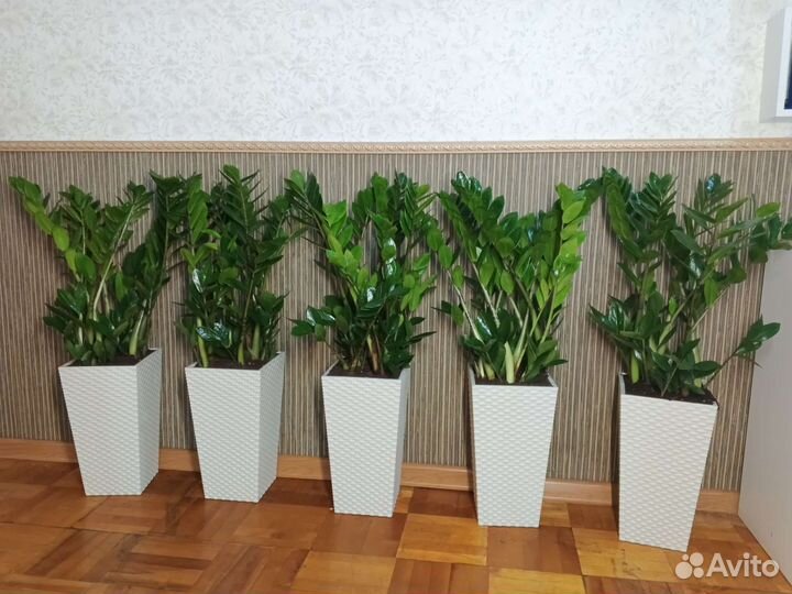 Замиокулькас в напольном кашпо