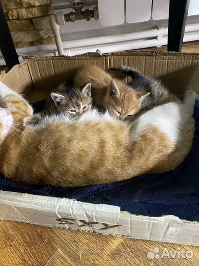 Котята в добрые руки