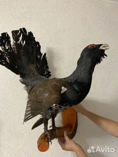 Чучело тетерева