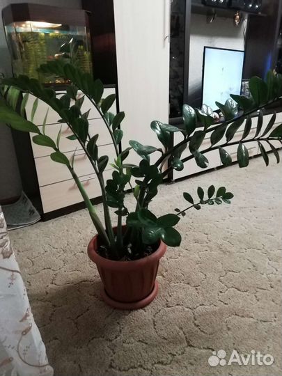 Замиокулькас