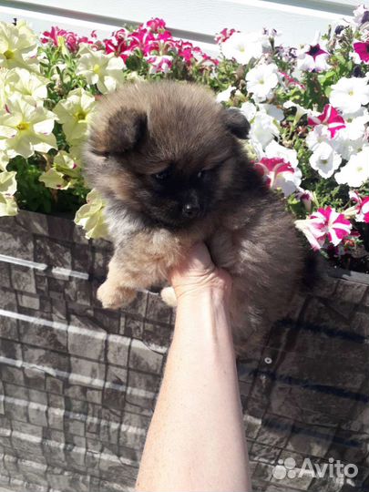 Щенки шпица