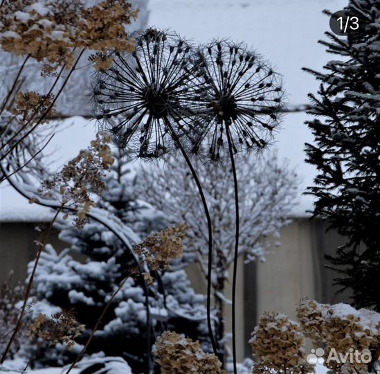 Садовые одуванчики