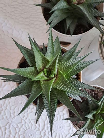 Хавортия цветы комнатные