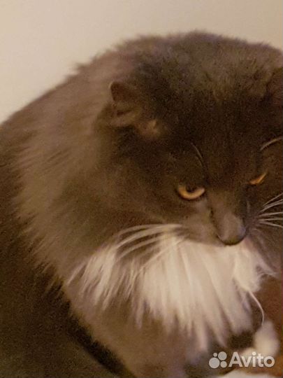 Стерилизованная молодая кошечка бесплатно