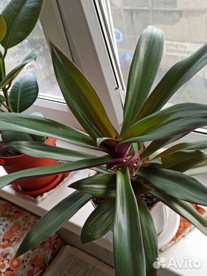 Традесканция Рео