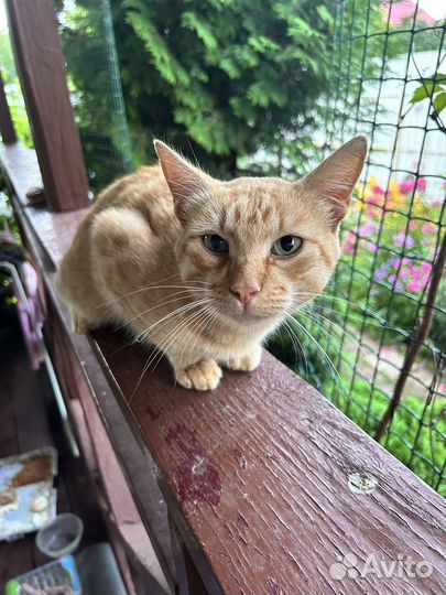 Коты от мамы турецкая ангора