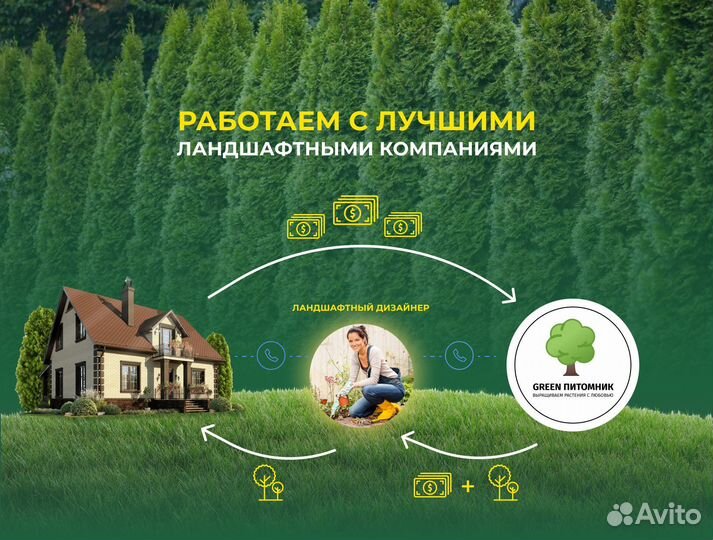 Туи в ассртименте:Смарагд,Брабант,Колумна