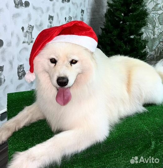 Стрижка собак и кошек