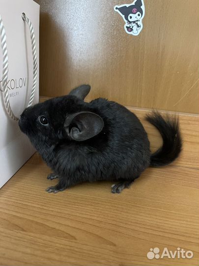 Шиншилла пара