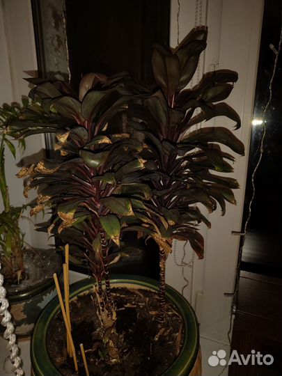 Драцена, отросток с корешками